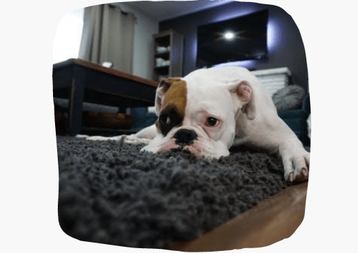 Best Rug Cleaning Service Elwood